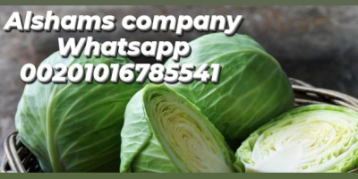 Fresh cabbages Origin : egypt . Sizes & Packing