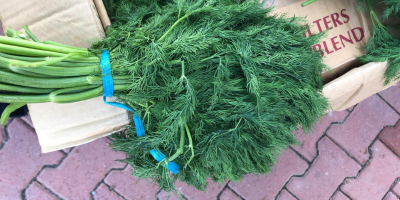 Fresh dill from Iran for sale packed in 20