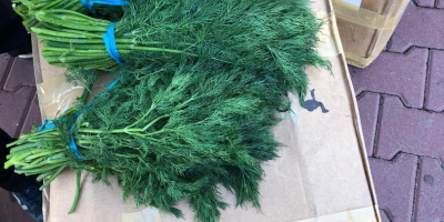 Fresh dill from Iran for sale packed in 20
