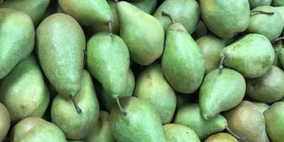 Polish xenia pears excelent quality open from KA