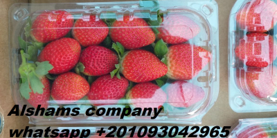 ( Alshams company for general import and export )