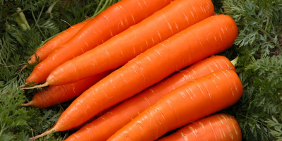 I will sell carrots for export, harvest 2019. We