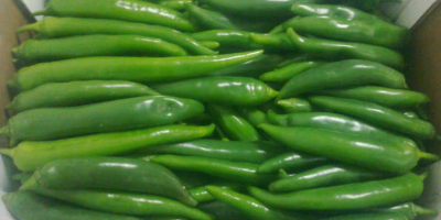 RED / GREEN HOT PEPPER(CHILI) –without caliber – carton
