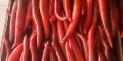 RED / GREEN HOT PEPPER(CHILI) –without caliber – carton