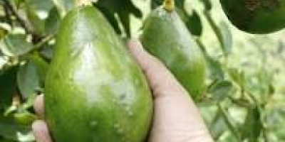 Great avocados .. great flavor .. great color and