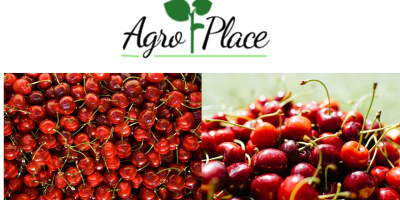 We offer: Cherries. with a good affordable price. For
