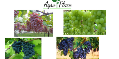 We offer: Green Grapes, moldova Grapes, Red Grapes and