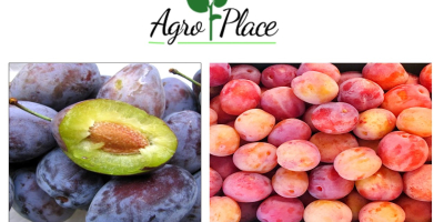 We offer: Plums. with a good affordable price. For