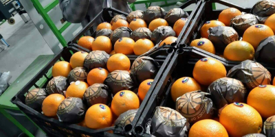 Elbadr export company will sell Valencia oranges. Carton of