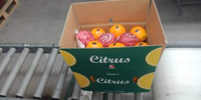 Elbadr export company sells oranges of the Valencia variety