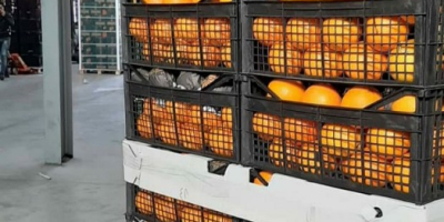Извозна компанија Елбадр продаје наранџе сорте Валенциа 24 тоне,