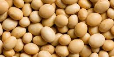 High quality Soyabean, Groundnut, and Sesame seeds available. For