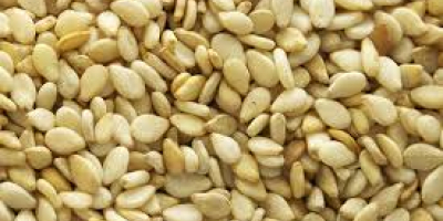 High quality Soyabean, Groundnut, and Sesame seeds available. For
