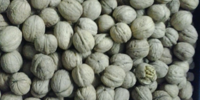 Ucraina nuts are sold 2019 caliber 32+