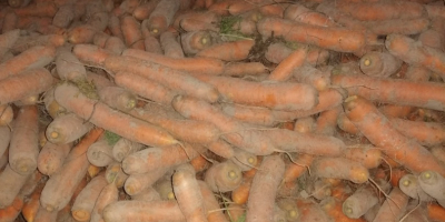 I will sell edible carrots