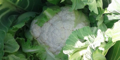 Fresh cauliflower is available in Canakkale (North Western Part