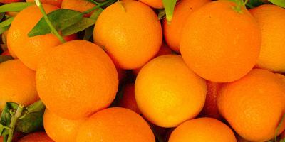 I buy oranges and organic tangerines, recently picked from