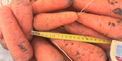selling carrots variety cascade of high quality