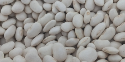 I will sell wholesale quantities of Jaś Karłowy beans