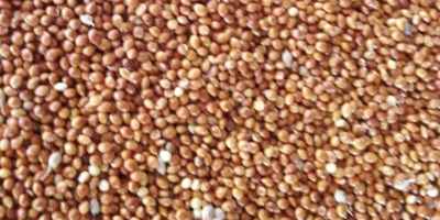 Millet for sale, purity from 98% to 99.9%, no