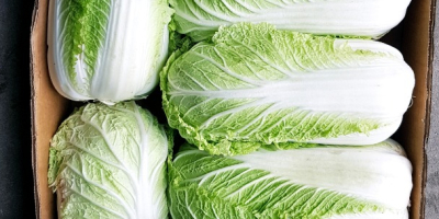I will sell a very nice Chinese cold cabbage.