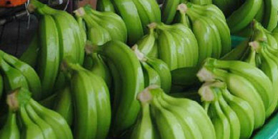 Świeży banan Cavendish Eksportujemy banan Cavendish na cały świat