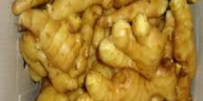 Product Name: FRESH GINGER Weight/Size: 100g-150g-200g-250g-300g up Supply Time:
