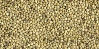 Organic Sorghum seed/ grains. We are suppliers of large