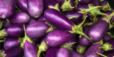 Organic eggplants for export, we supply our eggplants round