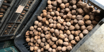 We sell nuts, ECOLOGIC certified, own production 2019, 100%