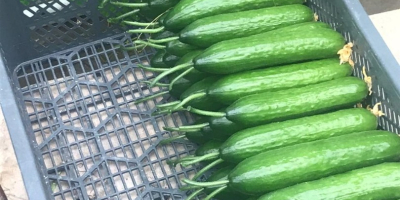 greenhouse cucumber for sale, own production. I invite you.