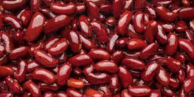 High Quality Bulk Dried Red Kidney Beans for Sale