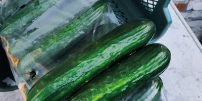 Melen greenhouse cucumbers for sale, 5kg packets. Possible delivery