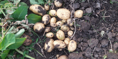 Sie verkaufen neue Kartoffeln, die in der solaren, köstlichen