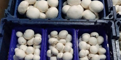 We are a producer of white mushrooms. We will