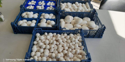 Ми смо произвођач белих печурки. Продаћемо гљиве. Количине на