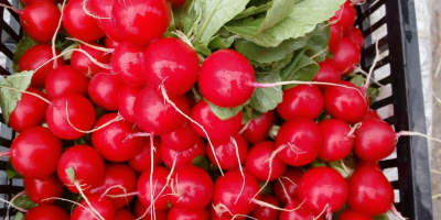 Hello, I have a radish for sale, Donar variety,