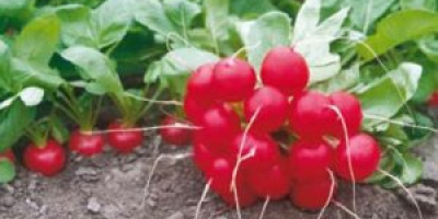 I will sell a Donar radish. High quality product.