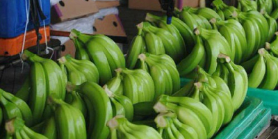 Friss édes kavián banán eladás / Szerves természetes zöld