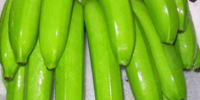 FRESH SWEET CAVENDISH BANANAS FOR SALE/Organic Natural Green Cavendish
