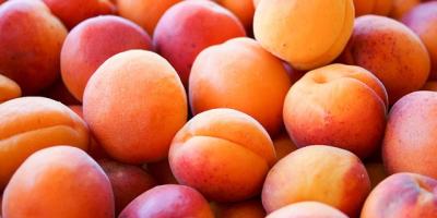 Frische Aprikosen Ob Sie es getrocknet oder frisch essen,