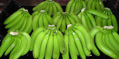 Green Cavendish Banana Cavendish bananas are the fruits of