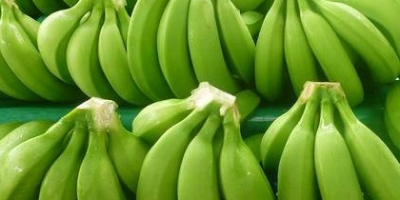 Green Cavendish Banana Cavendish bananas are the fruits of