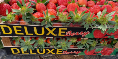 We will sell strawberries. Strawberry cleaned or with stalks.