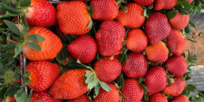 We will sell strawberries. Strawberry cleaned or with stalks.