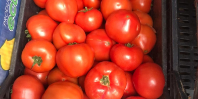 Tomatoes DIRECTLY FROM A MANUFACTURER IN ALBANIA! Sensational taste