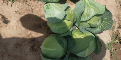 We sell young cabbage from sunny Uzbekistan. Cabbage of
