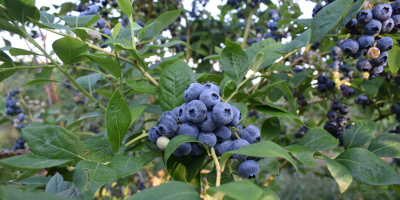 Borówka na Górce will cooperate. We are a blueberry