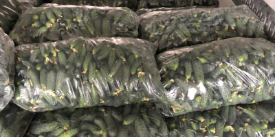 România company sell cucumbers caliber 7-13 cm , in