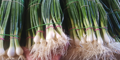 Winter onion, tied with 4-5 pieces, chives without blemishes,